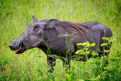 Close-up of warthog on grass