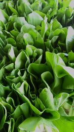 Full frame shot of green leaves