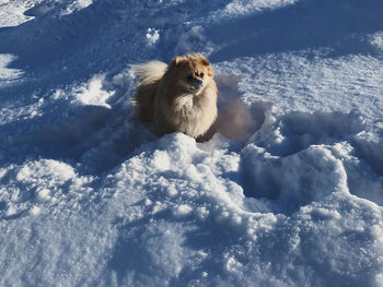 Dog in snow on field