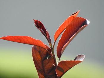 Close-up of orange leaves on plant