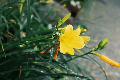 Close-up of insect on yellow flower