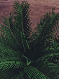 High angle view of palm tree leaves