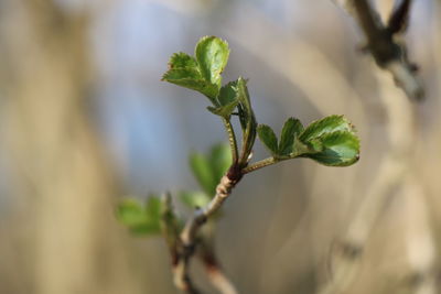 Close-up of plant