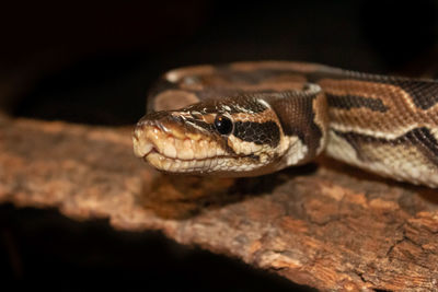 Close-up of a lizard