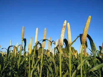 Low angle view of corn field against clear blue sky