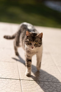 Portrait of tabby cat on footpath