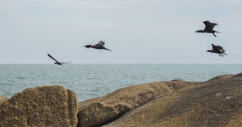 Birds flying over sea against sky