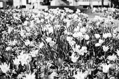 Flowers blooming outdoors