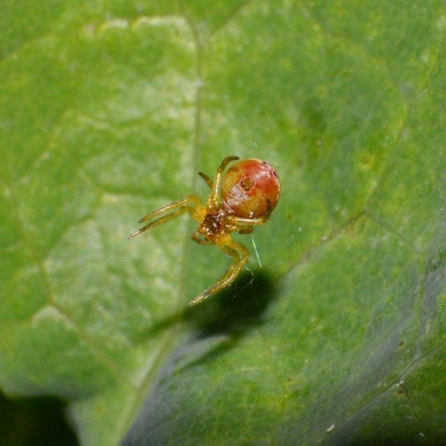 insect, animal themes, one animal, animals in the wild, wildlife, green color, close-up, leaf, selective focus, nature, focus on foreground, zoology, ladybug, full length, day, beetle, outdoors, spider, plant, no people