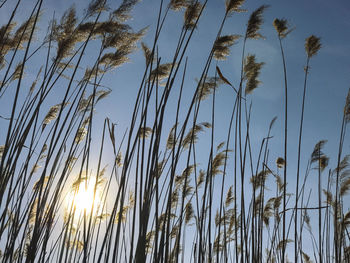 Low angle view of plants against sky