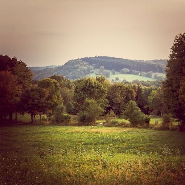 tree, tranquil scene, tranquility, scenics, mountain, landscape, beauty in nature, clear sky, nature, growth, grass, field, non-urban scene, sky, idyllic, mountain range, copy space, remote, countryside, grassy