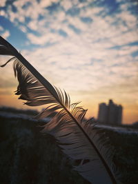 Close-up of feather against sky during sunset