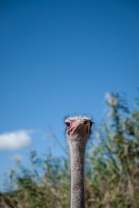 Close-up of a ostrich head against blue sky