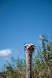 Close-up of a bird against blue sky