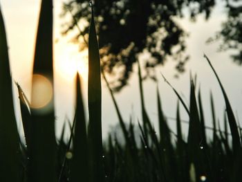 Close-up of plant against sunset