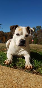 Portrait of dog sitting against clear sky