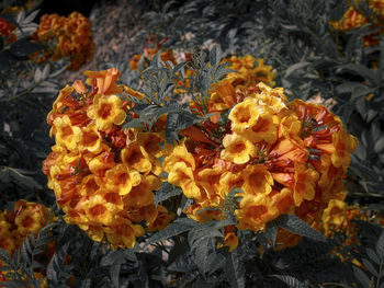 Close-up of marigold flowers