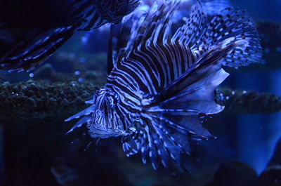 Close-up of fish swimming in sea