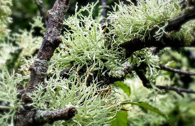 Close-up of moss growing on tree