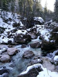 Frozen river amidst trees in forest during winter