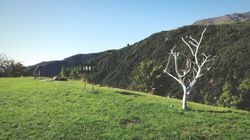 Scenic view of landscape against clear sky