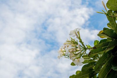 Low angle view of flowering plant against sky