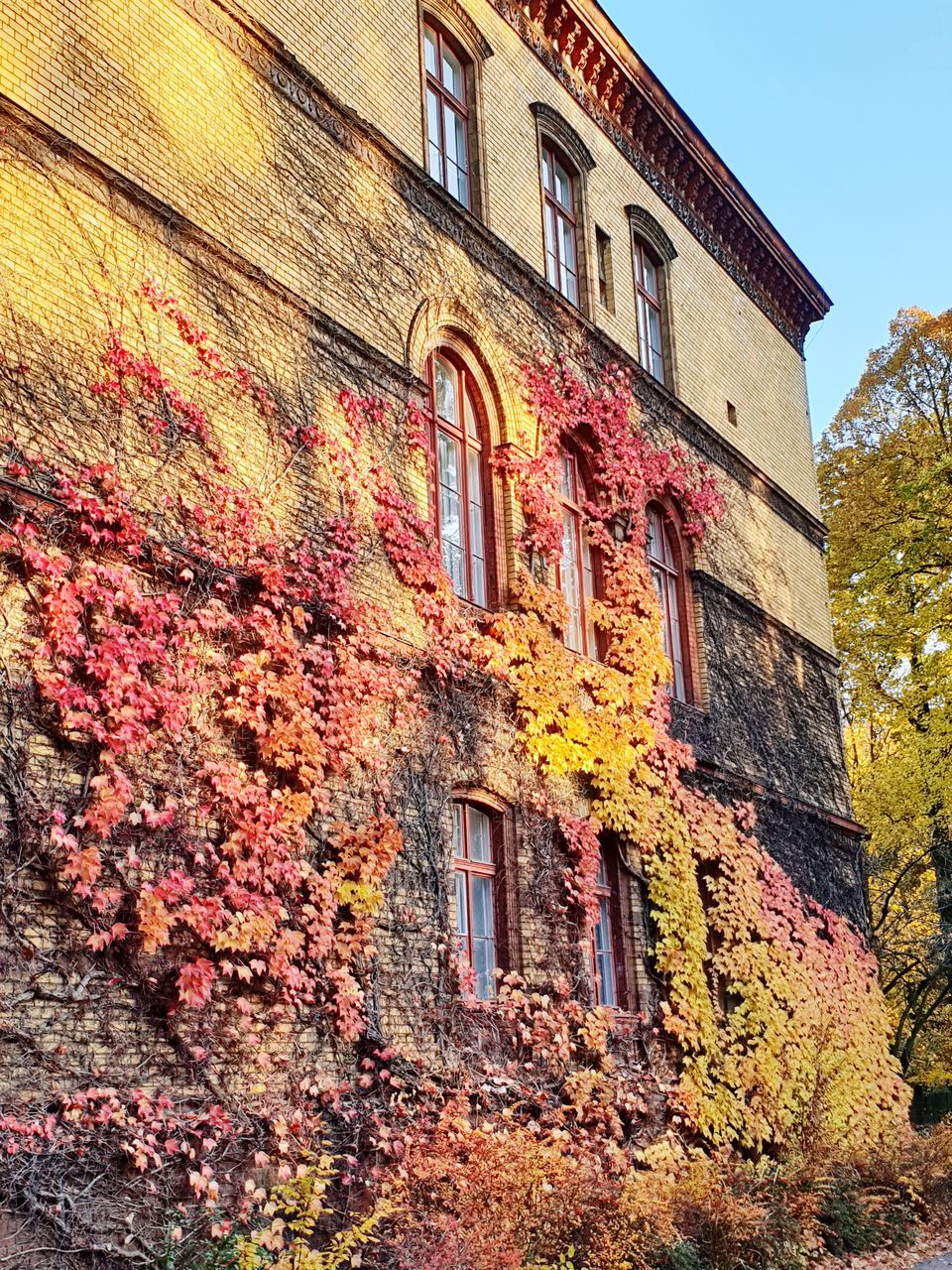 built structure, architecture, building exterior, building, low angle view, window, plant, nature, day, no people, autumn, tree, ivy, house, growth, change, outdoors, old, creeper plant, residential district