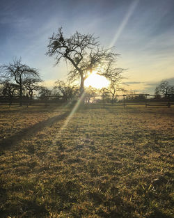 Trees on field against sky during sunset