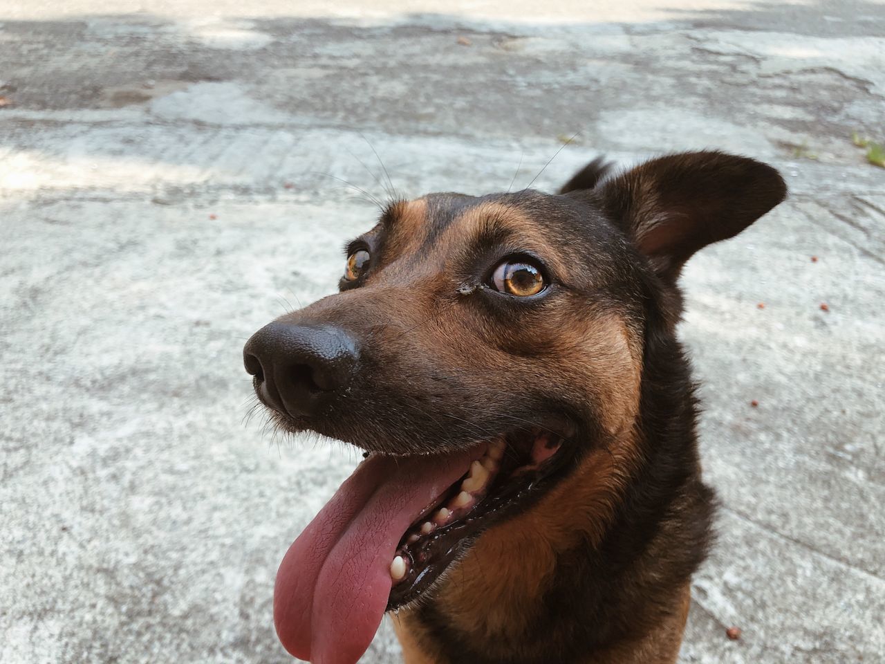 dog, one animal, canine, animal themes, pets, domestic, domestic animals, animal, mammal, vertebrate, animal body part, looking, looking away, close-up, no people, day, focus on foreground, mouth open, sticking out tongue, animal head, outdoors, animal tongue, animal mouth