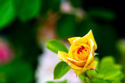 Close-up of yellow rose