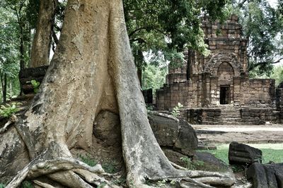 Low angle view of tree trunk