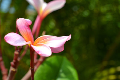 Close-up of pink flowering plant