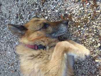 High angle view of dog on field