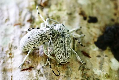 Close-up of insect