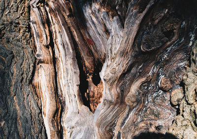 Full frame shot of tree trunk