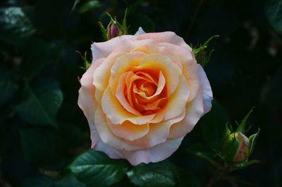 Close-up of rose flower