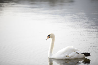 Swan floating on a lake