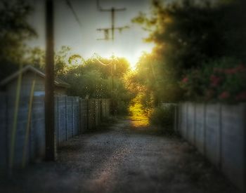 Walkway along trees