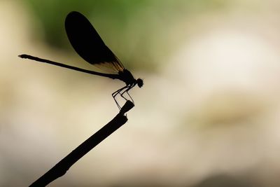 Close-up of dragonfly on plant