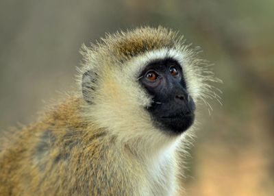 Close-up portrait of monkey