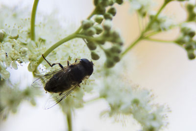 Close-up of bird perching on flower