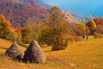 Trees on field against sky during autumn