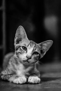 Portrait of a kitten