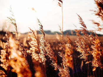 Close-up of wheat field against sky