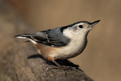A red-breasted nuthatch on a fence, sitta carolinensis