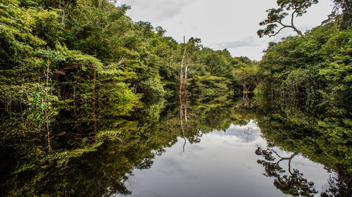 Reflection of trees in lake against sky