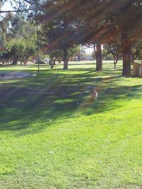 Trees on grassy field in park