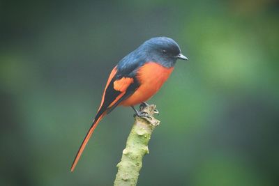 Close-up of bird perching on branch