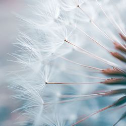 Close-up of dandelion against white background