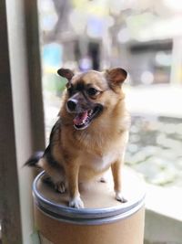 Dog looking away while sitting by window